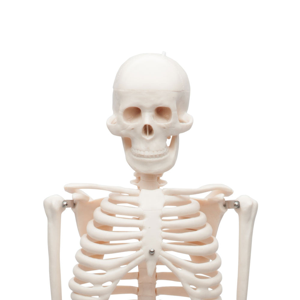 Value Miniature Human Skeleton - Skull Detail