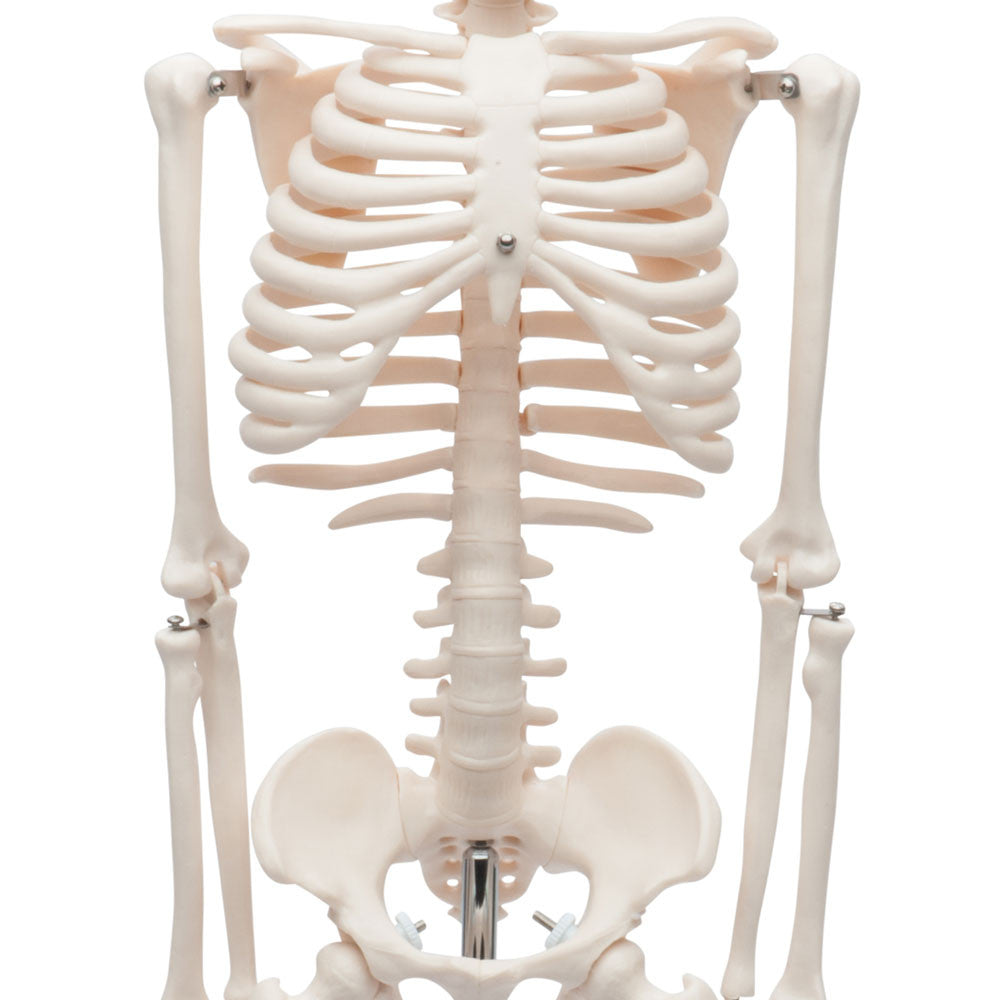 Value Miniature Human Skeleton - Thorax Detail