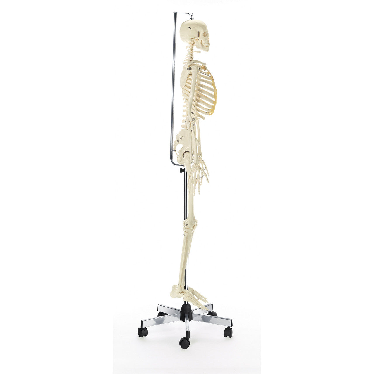 Artificial Flexible Male Human Skeleton with hanging roller stand Somso Qs 10/12