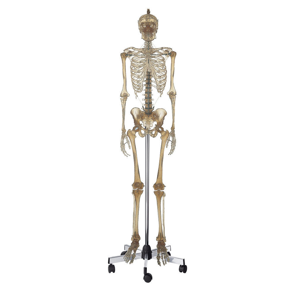 Artificial Transparent Human Skeleton Somso Qs 10/12T