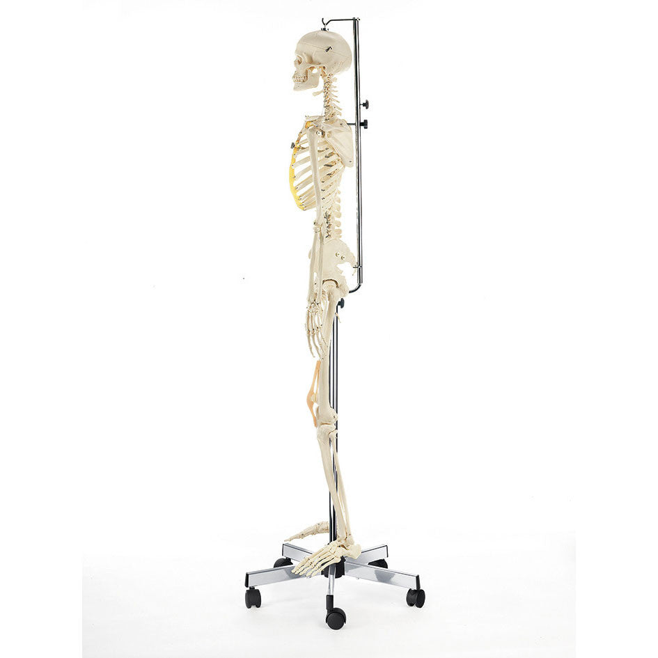 Artificial Female Human Skeleton, flexible with hanging stand Somso Qs 10/13GA