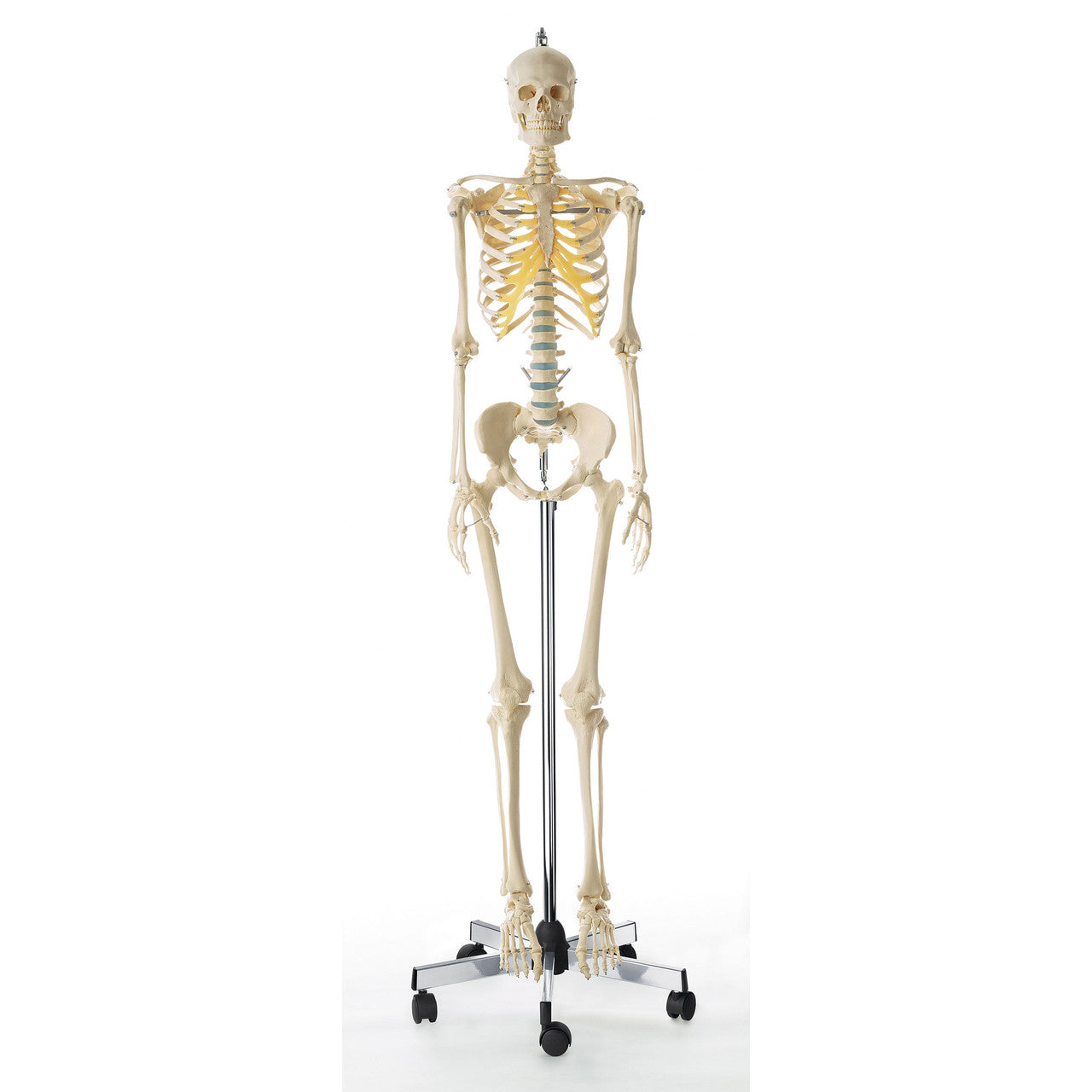 Artificial Female Human Skeleton with hanging roller stand Somso Qs 10/13