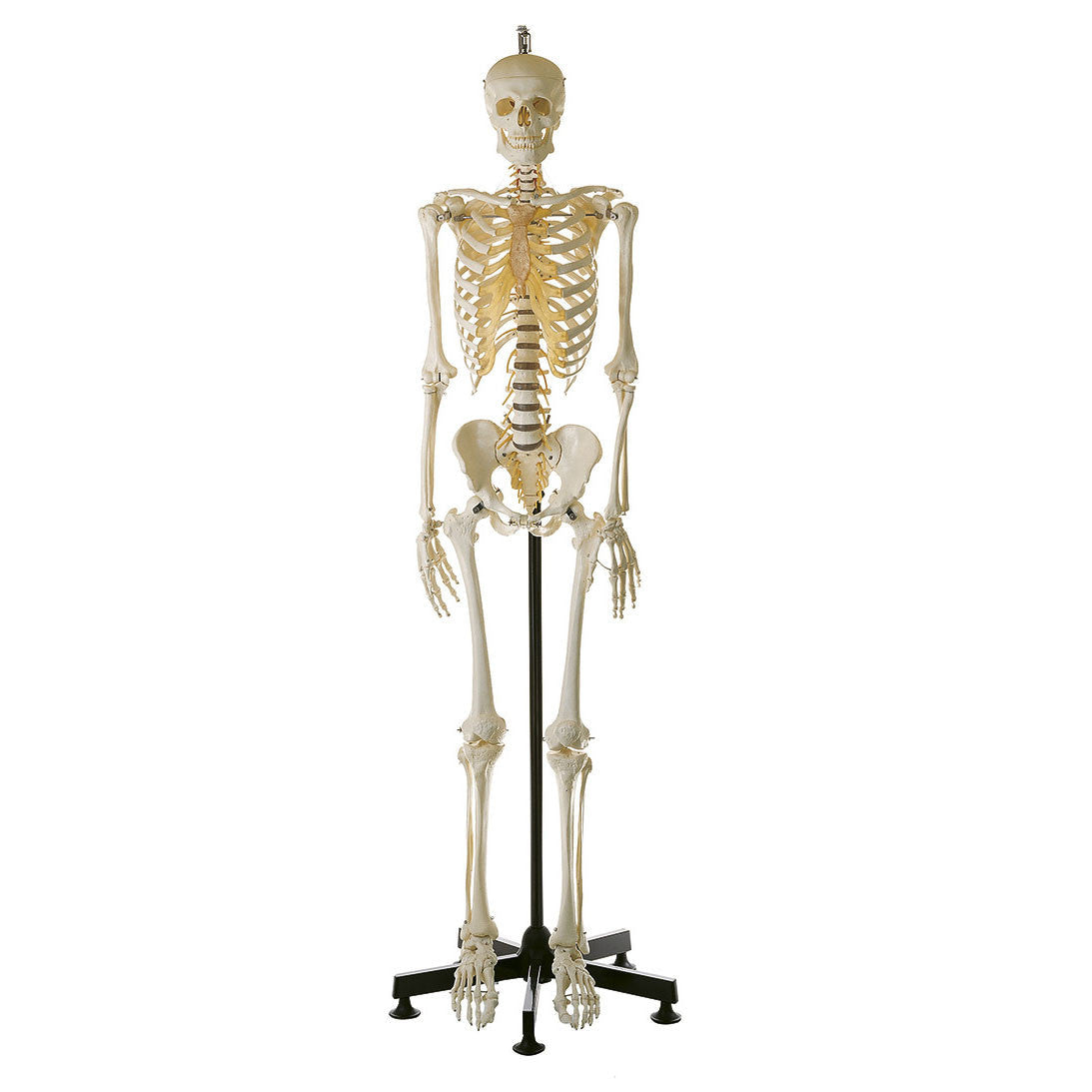 Artificial Male Human Skeleton, flexible with hanging roller stand Somso Qs 10/14