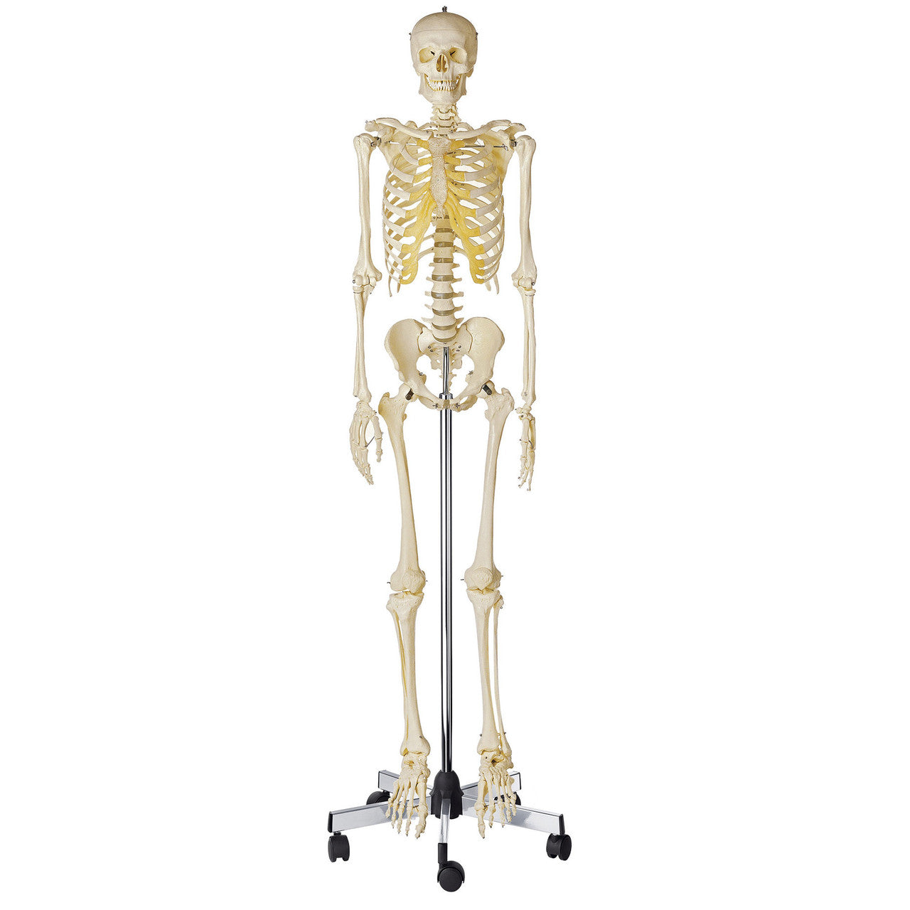 Artificial Human Skeleton on roller stand Somso Qs 10/1