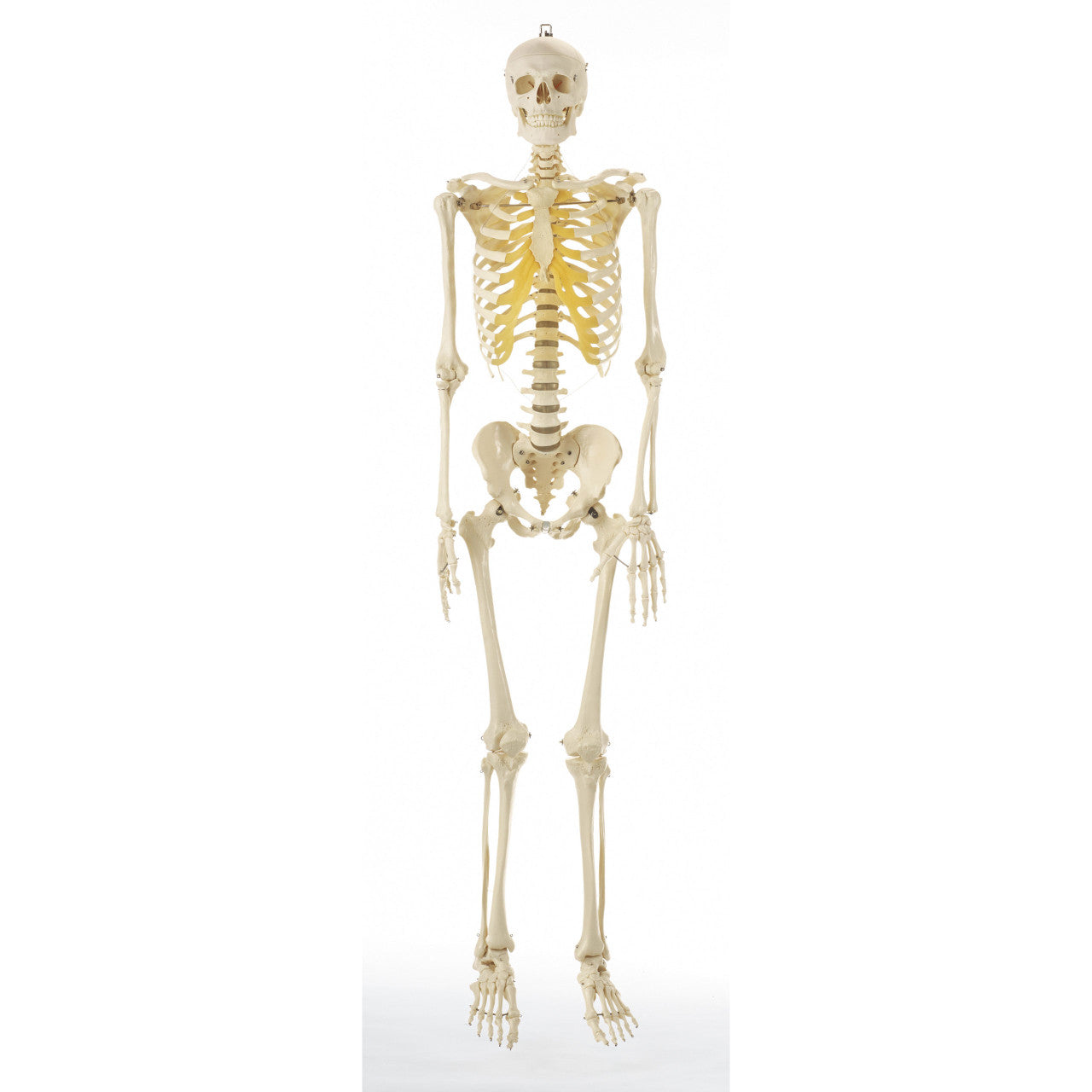 Artificial Male Human Skeleton, ready to hang Somso Qs 10/3