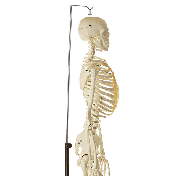 Artificial Male Human Skeleton with hanging stand Somso Qs 10/4