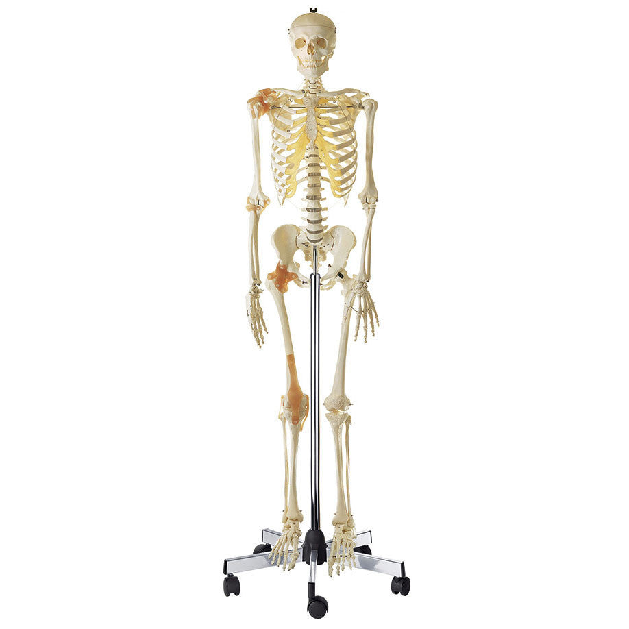 Artificial Human Skeleton with Ligaments Somso Qs 10/6