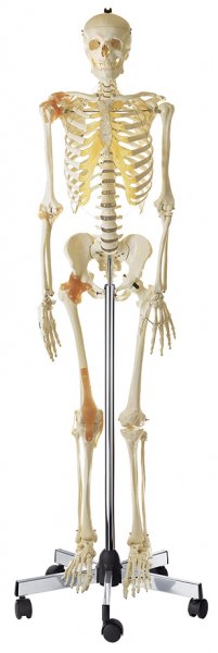 Artificial Human Skeleton with Ligaments