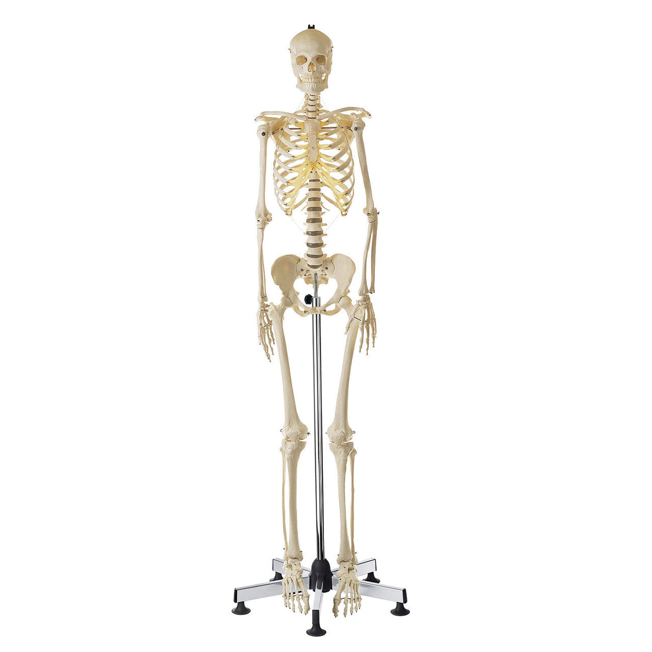 Artificial Female Human Skeleton Somso Qs 10/7