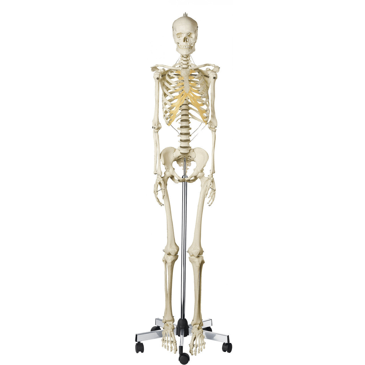 Artificial Female Human Skeleton on roller stand Somso Qs 10/8