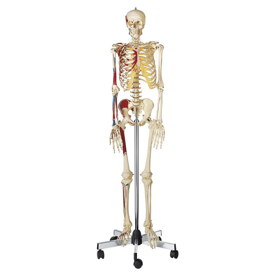Artificial Male Human Skeleton with Painted Muscles Somso Qs 10/9