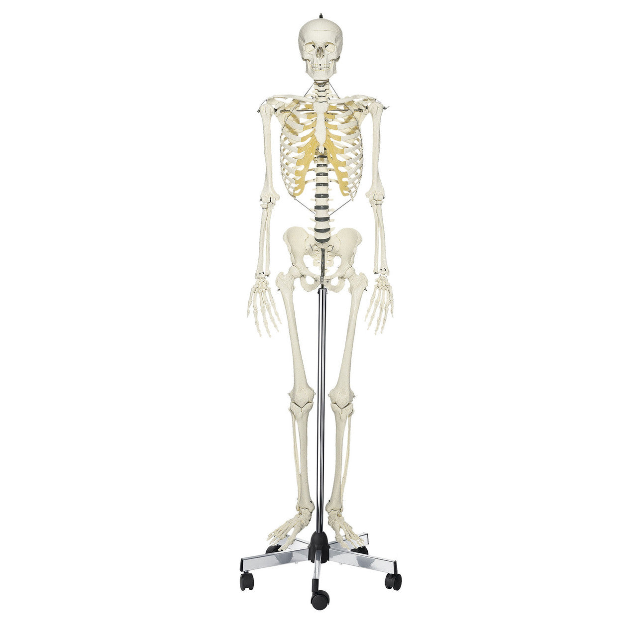Artificial Human Skeleton Somso Qs 10/E