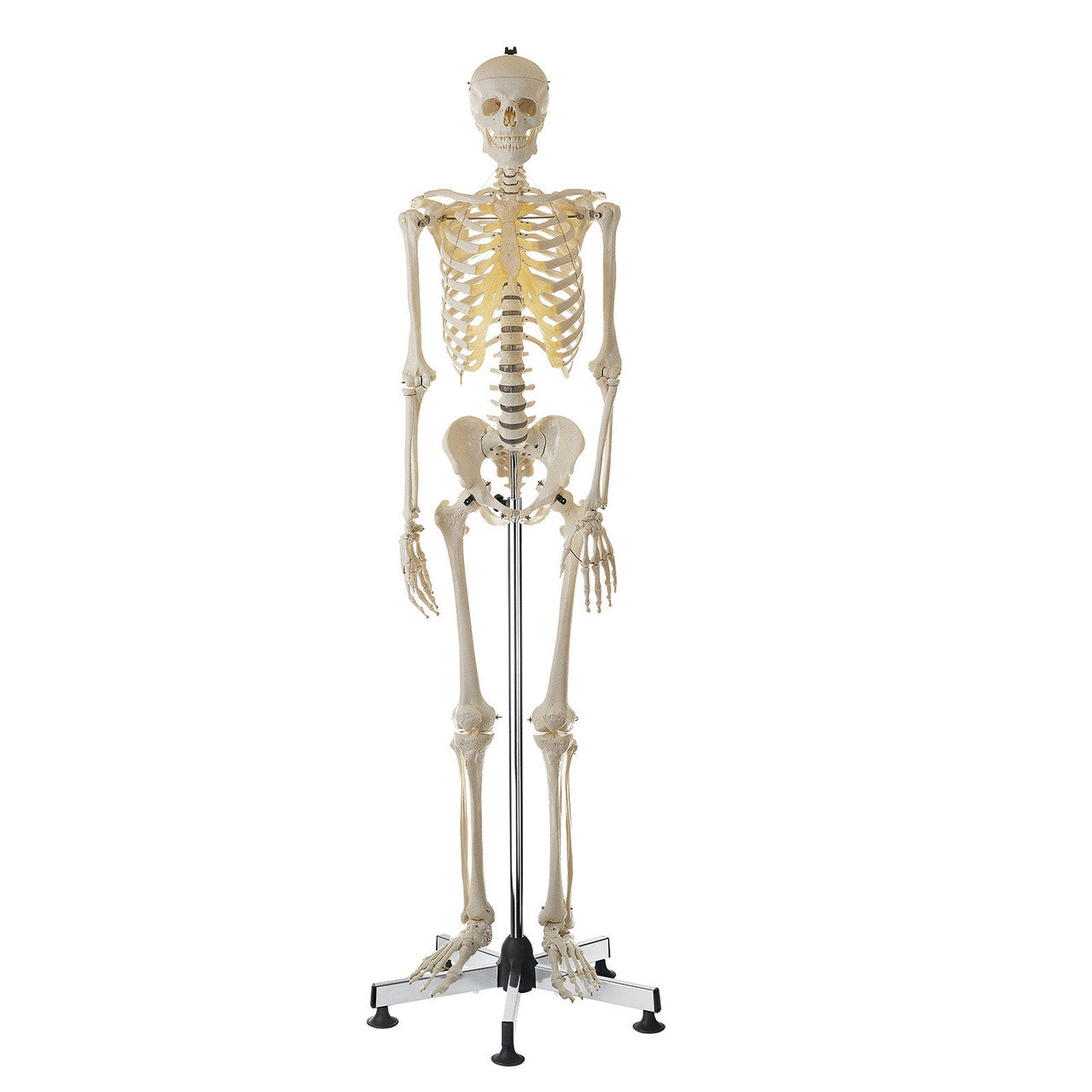Artificial Male Human Skeleton Somso Qs 10