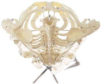 Artificial Male Human Skeleton