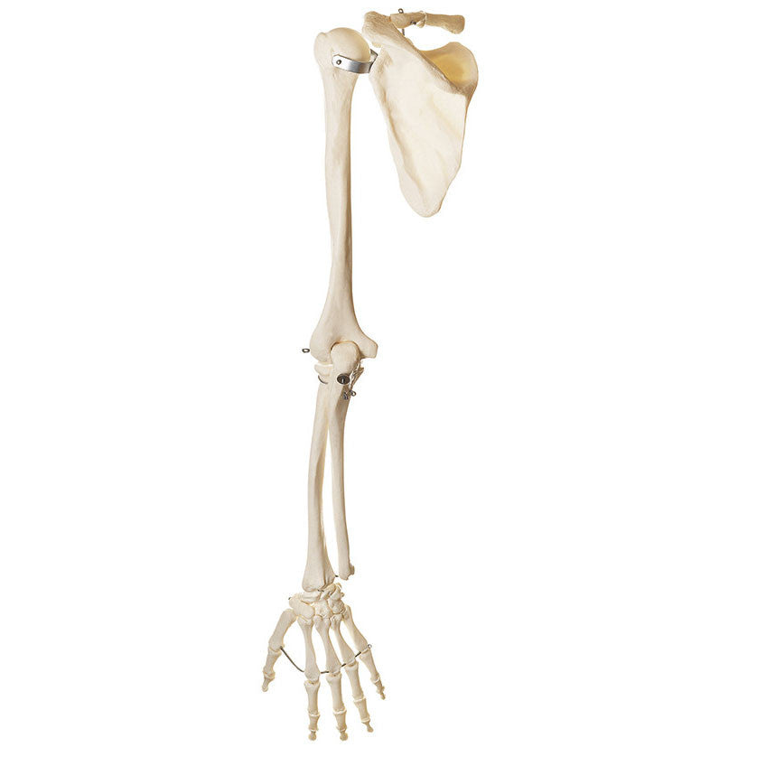 Skeleton of the Arm with Shoulder Girdle Somso Qs 14