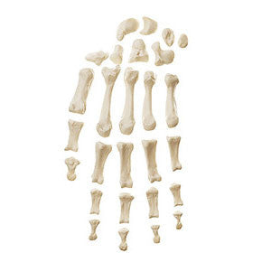 Hand Bone Somso Qs 19/20