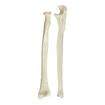 Ulna and Radius Somso Qs 19/3