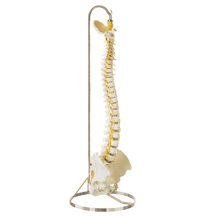 Vertebral Column with Pelvis with stand Somso Qs 21/3