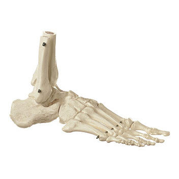 Skeleton of the Foot (Rigid) Somso Qs 22/1
