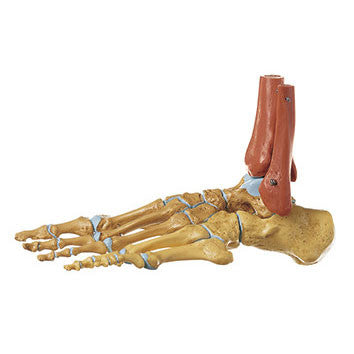 Skeleton of the Foot, Right (Rigid) Somso Qs 22/2