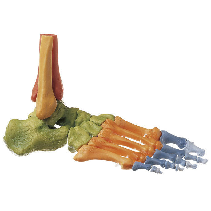 Skeleton of the Foot, Right (Movable Joints and Coloured) Somso Qs 22/4