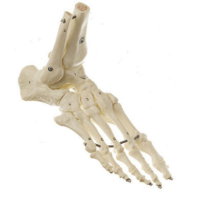Skeleton of the Foot (Flexible Mounting) Somso Qs 23