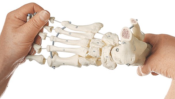 Skeleton of the Foot (Flexible Mounting)