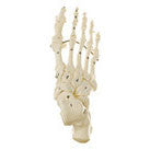 Skeleton of the Foot (Rigid) with portion of Ankle Somso Qs 24