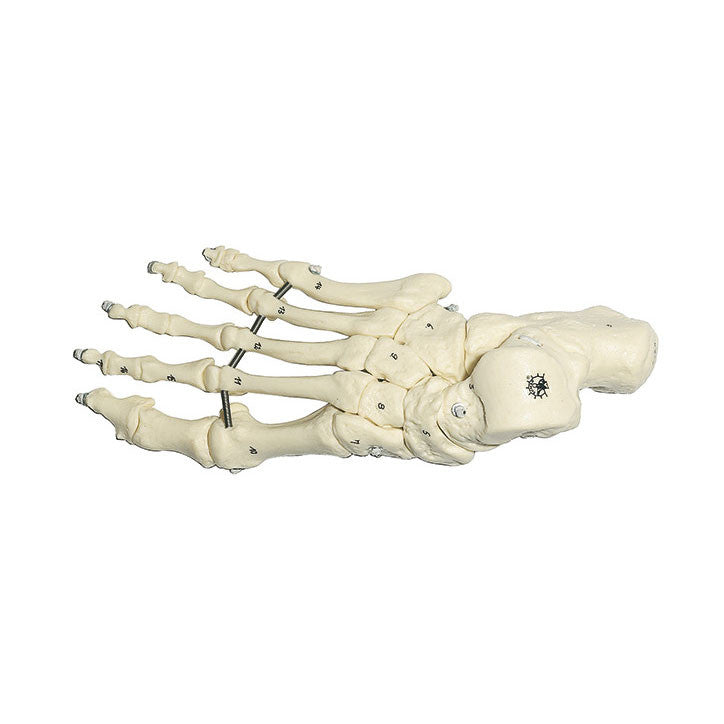 Skeleton of the Foot Somso Qs 25