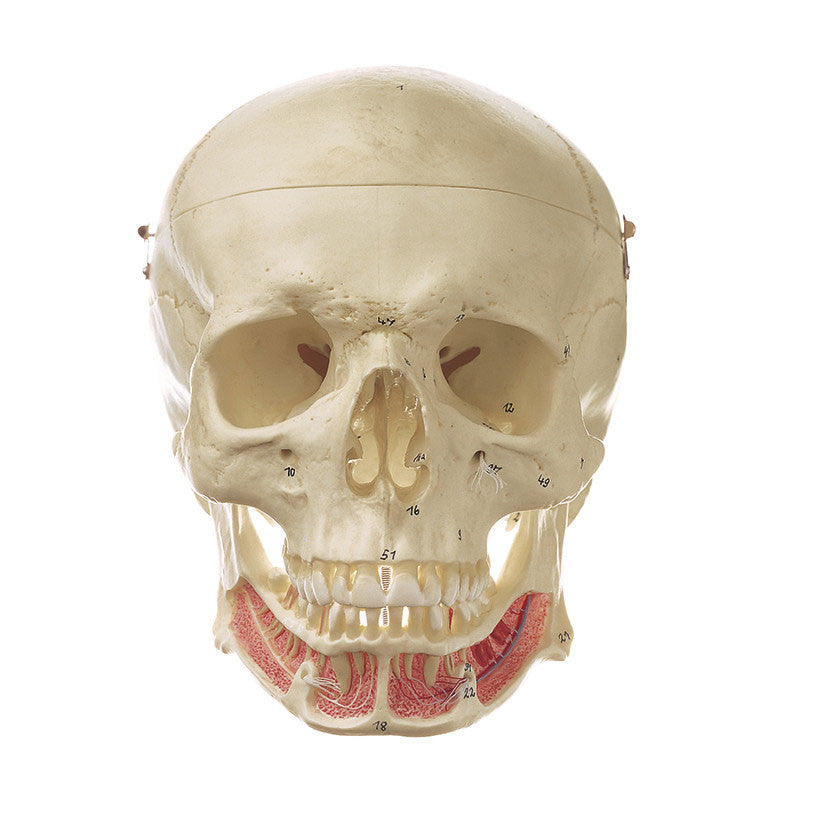 Artificial Human Skull 2 | Somso Qs 2/1
