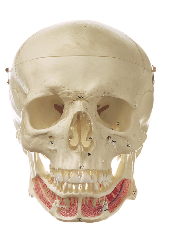Artificial Human Skull with Numbering