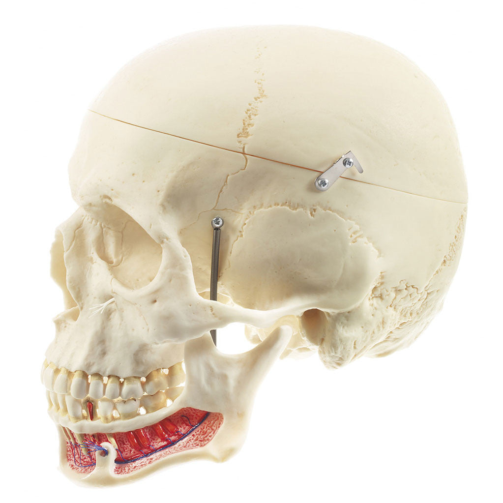 Artificial Human Skull with open lower jaw Somso Qs 2