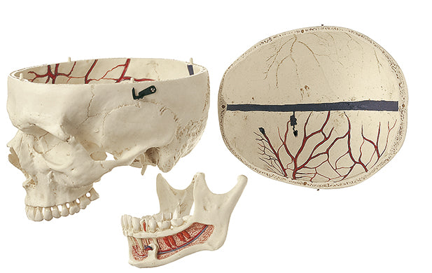 Artificial Human Skull