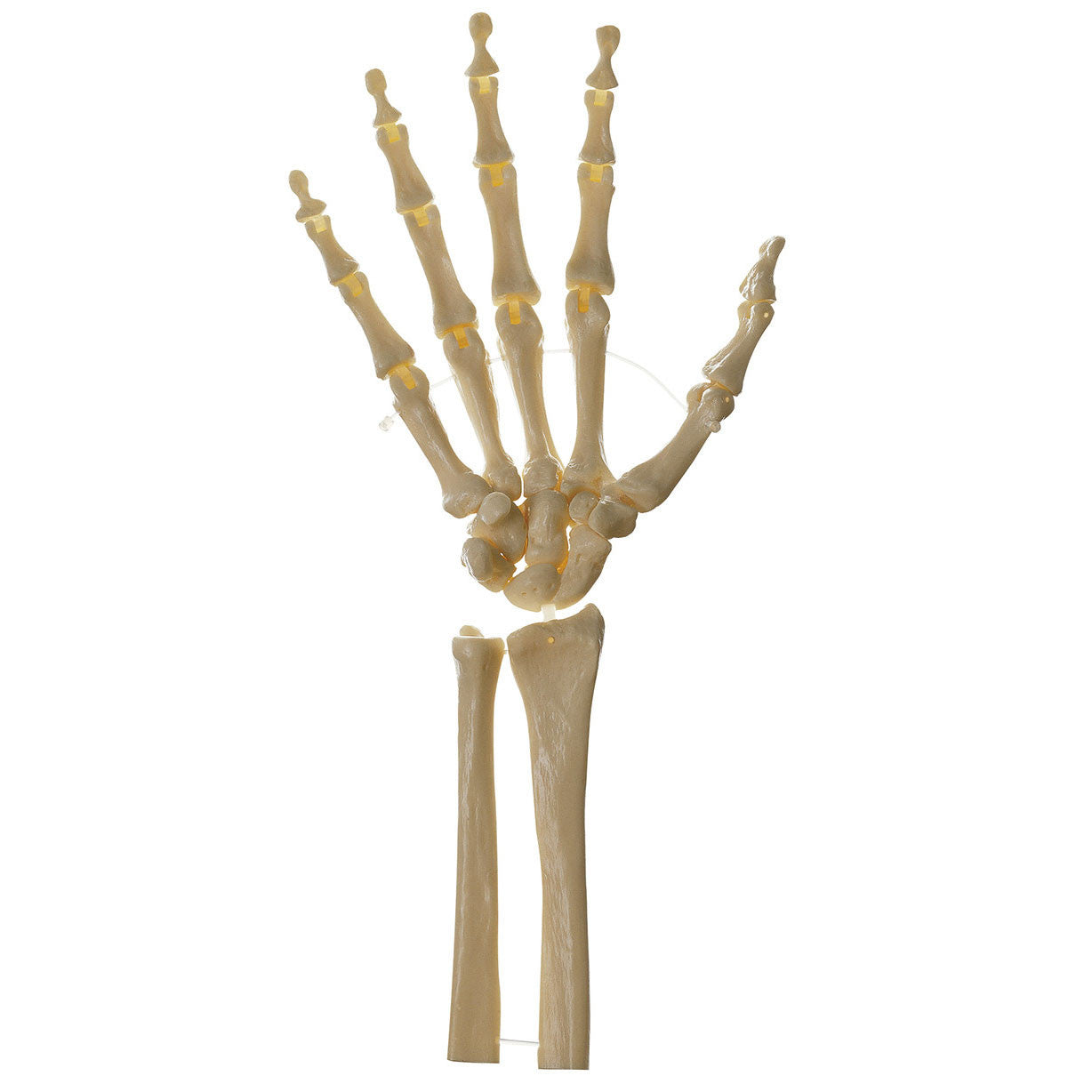 Skeleton of the Hand, Right, Movable Somso Qs 31/5