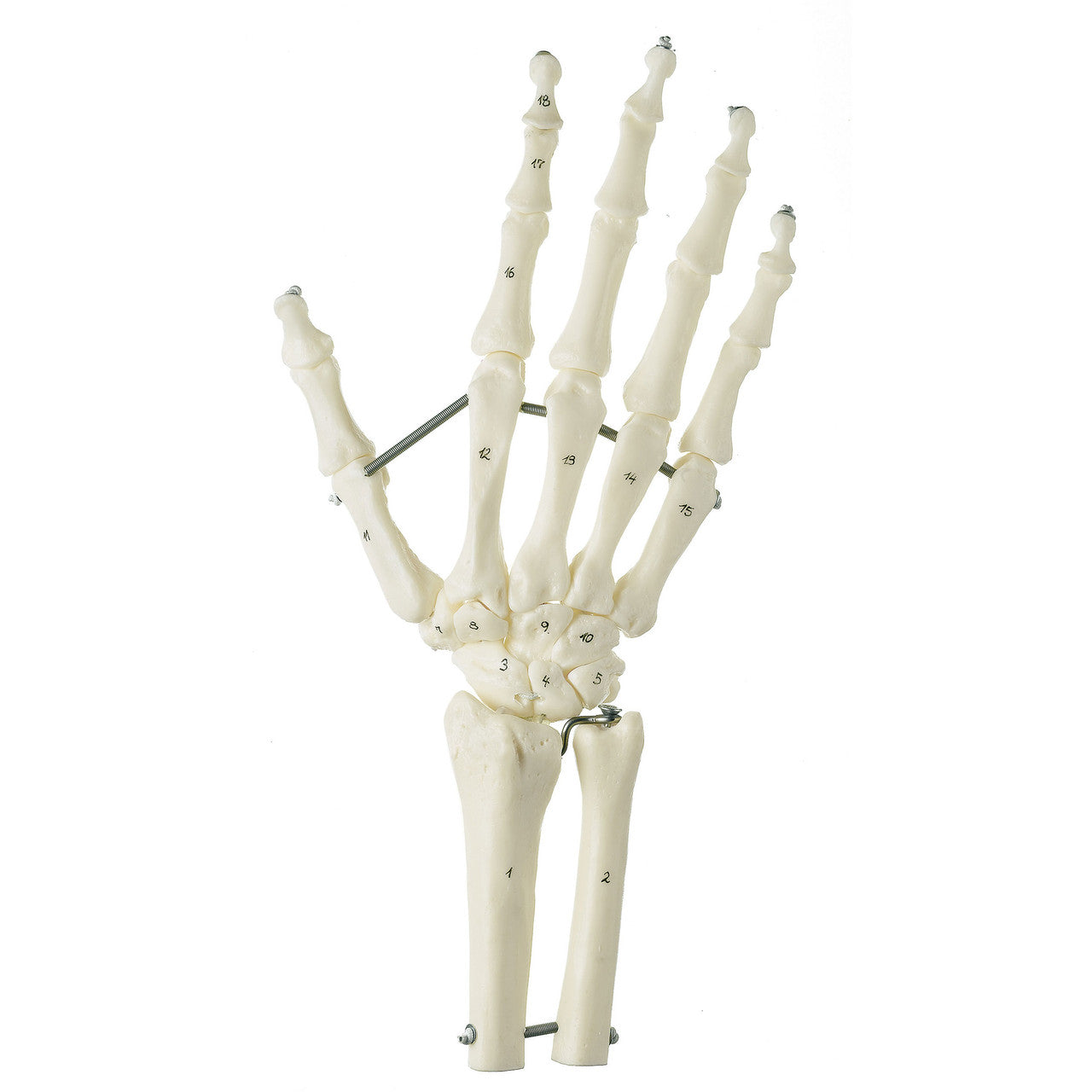 Skeleton of the Hand with Base of Forearm Somso Qs 31/7