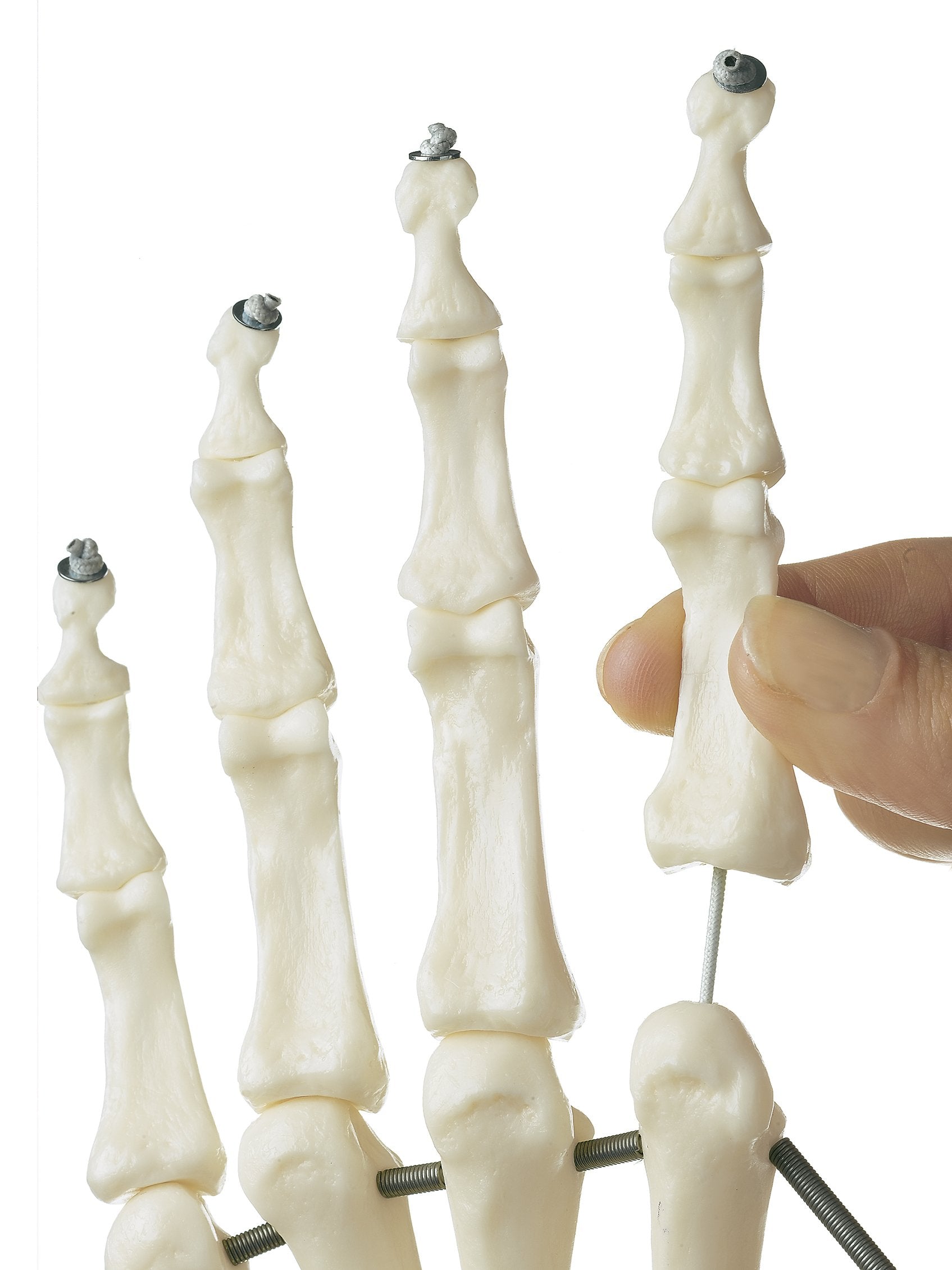 Skeleton of the Hand with Base of Forearm