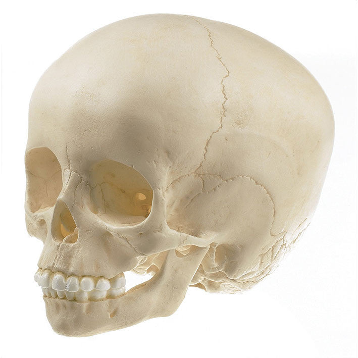 Artificial Skull of Child (About 6 Years Old) Somso Qs 3/2-E