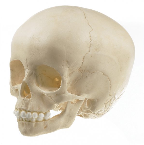 Artificial Skull of Child About 6 Years Old