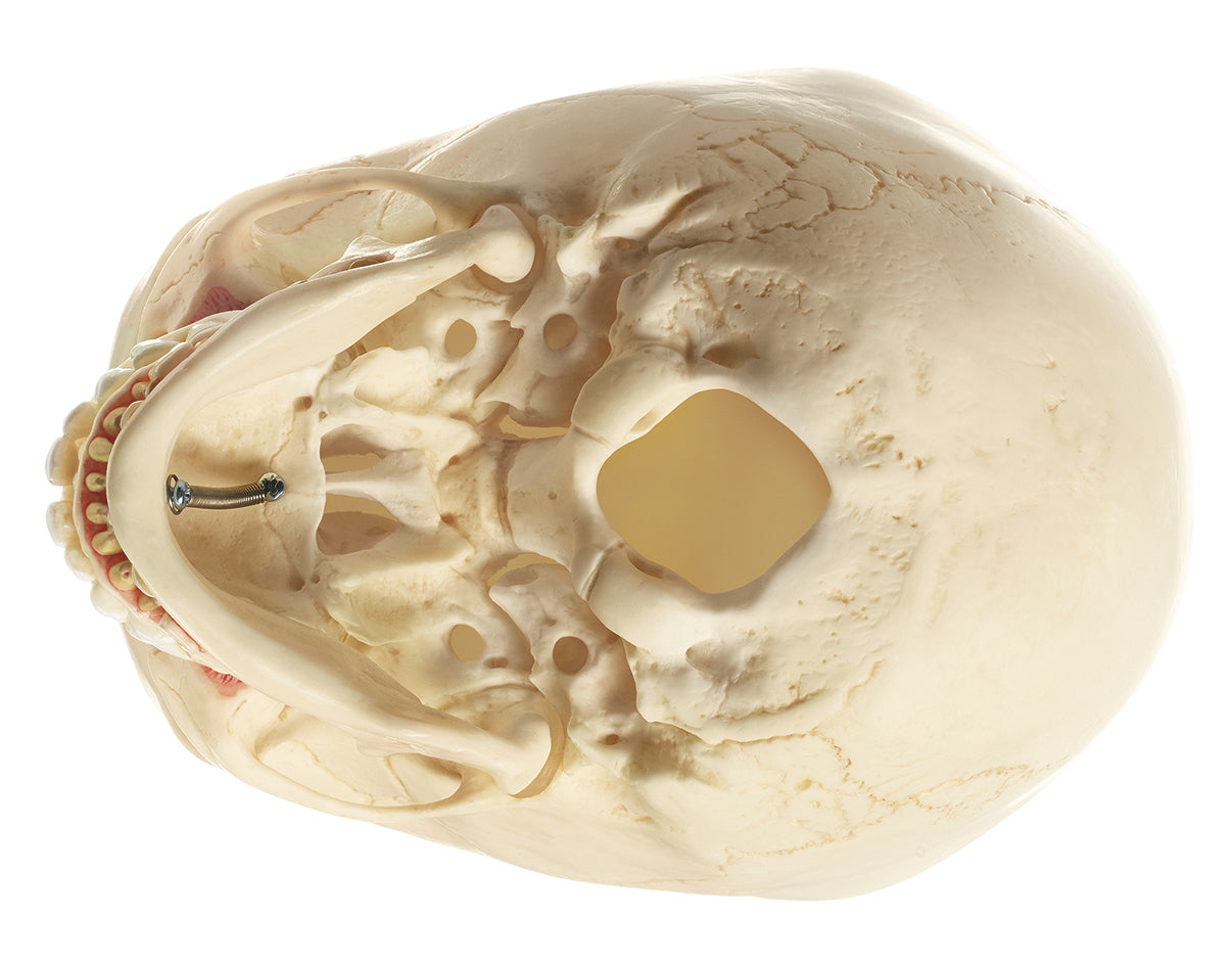 Artificial Skull of Child About 6 Years Old