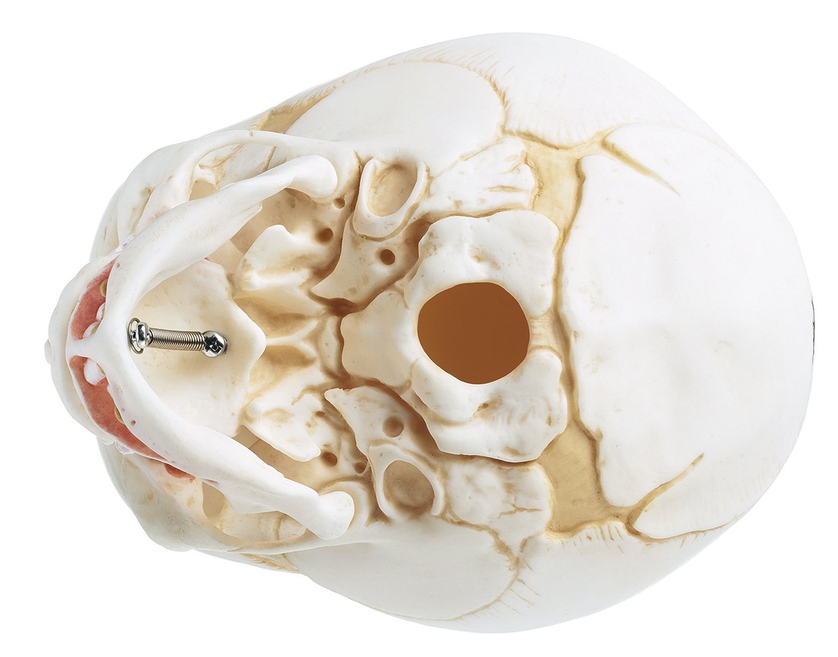 Artificial Skull of a Newborn