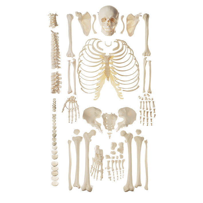 Unmounted Human Skeleton Somso Qs 40/4