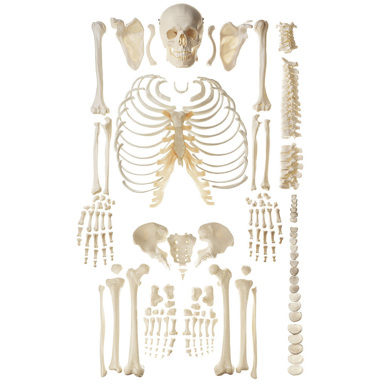 Unmounted Human Skeleton Model Somso Qs 40/2