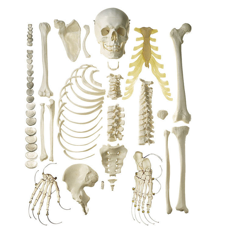Unmounted Male Human Half-Skeleton Model Somso Qs 41/1-N