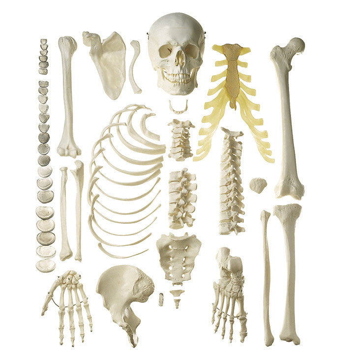 Unmounted Male Human Skeleton Somso Qs 40/1