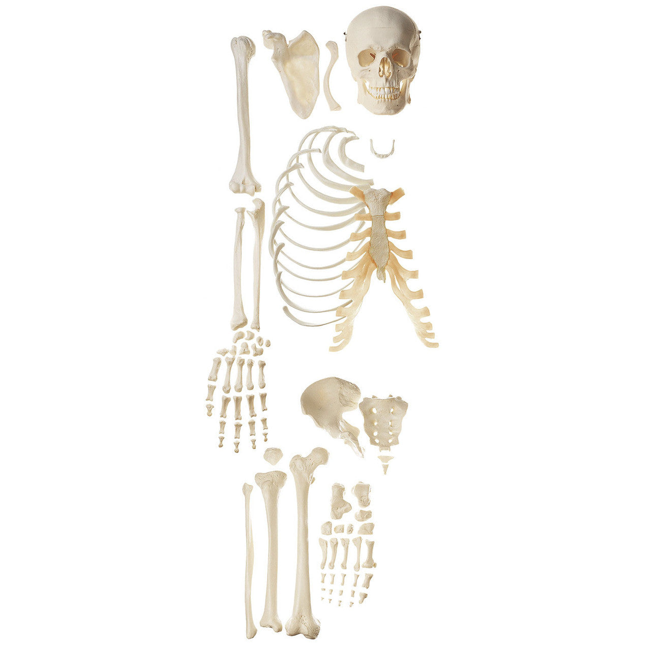 Unmounted Human Half-Skeleton Somso Qs 41/2