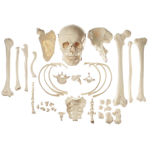 Collection of Typical Human Bones Somso Qs 42