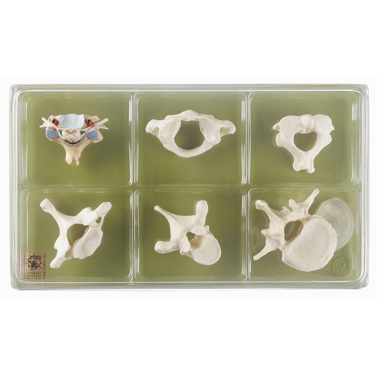 Collection Case “Vertebrae and Spinal Cord“ Somso Qs 54