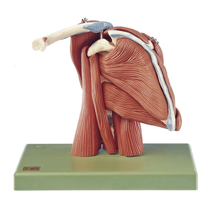 Demonstration Model of the Shoulder Muscles Somso Qs 55/6