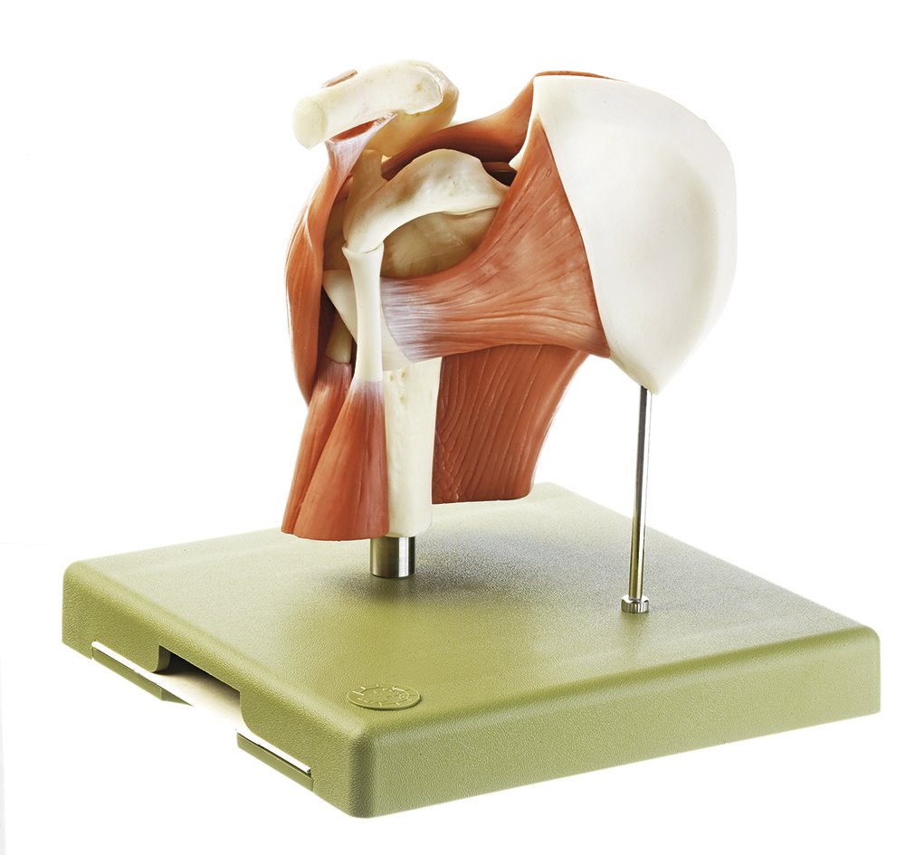 Model of the Shoulder Joint