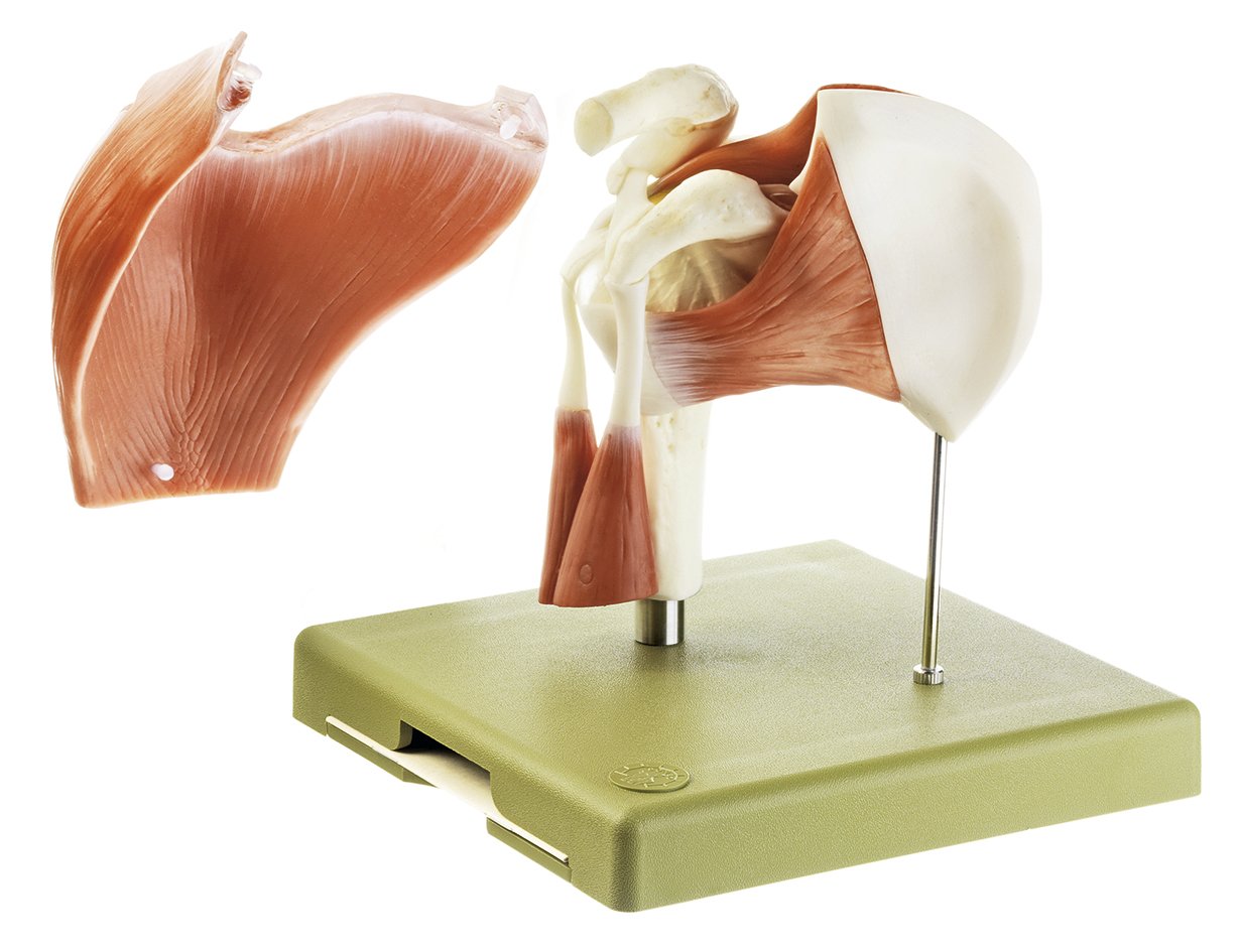 Model of the Shoulder Joint